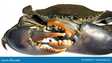 Dangerous Live Australian Giant Mud Crab Closeup Stock Image - Image of ...