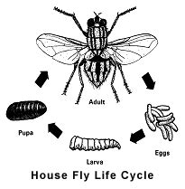 The House Fly and Other Filth Flies Prevention and Control