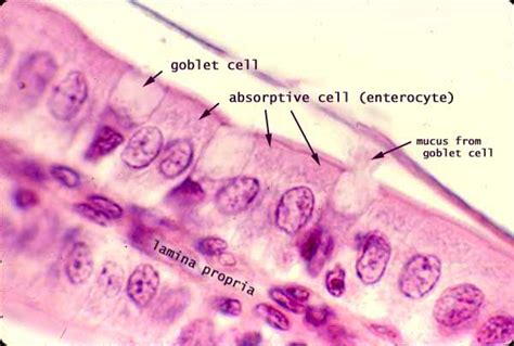 Histology at SIU