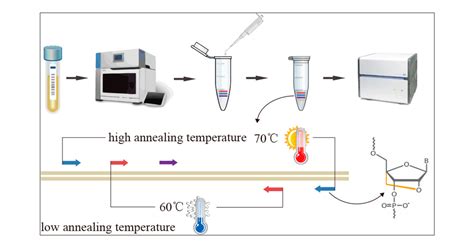 Novel One-Step Single-Tube Nested Quantitative Real-Time PCR Assay for ...