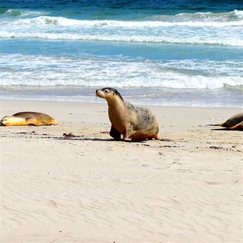 Seal Bay Conservation Park - All You MUST Know Before You Go (2024)