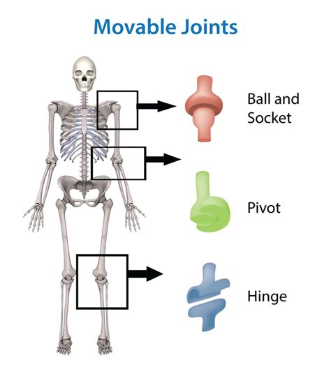 hinge joints examples | 3rd Skeletal System | Pinterest