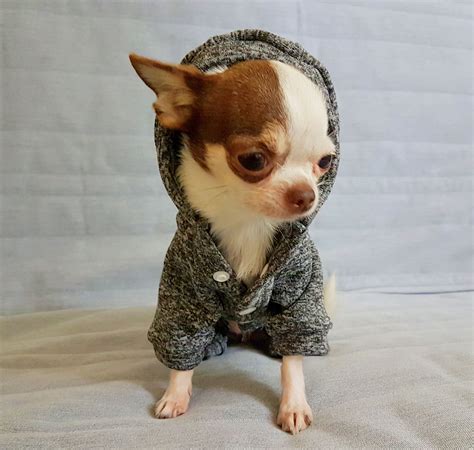 Chihuahua clothes, dog clothes, chihuahua sweaters, chihuahua hoodies ...