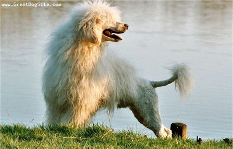 A photo of a 2 years old, white, Portuguese Water Dog - older photo ...