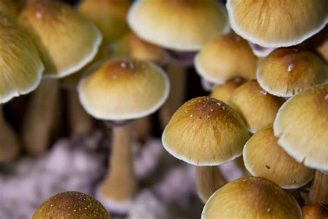 How to Harvest Mushroom Spores | D&N SporeWorks