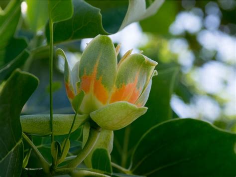 Tulip Tree Propagation: Growing Tulips Tree From Seeds And Cuttings