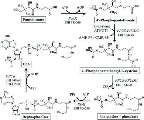 Coenzyme A Synthesis