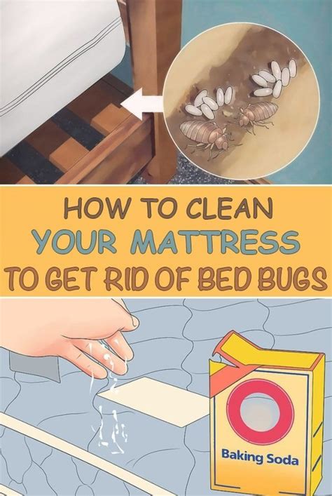 Products to kill bed bugs | Variety