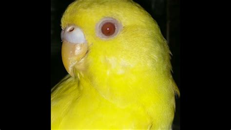 Red Eye Lutino Budgie/Yellow Ino Budgie (Yellow Budgerigar/Parakeet ...