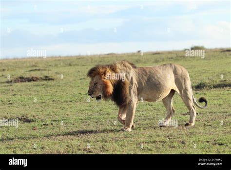 Lion in the african savannah Stock Photo - Alamy