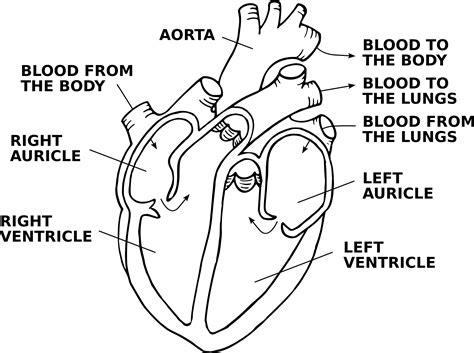 42+ How To Draw Simple Heart Diagram Gif | World of Images