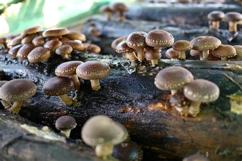 Home-grown Shiitake Logs: harvest time - Milkwood: permaculture courses ...