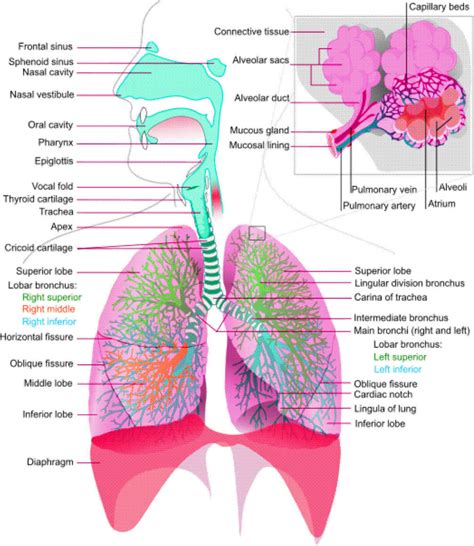 Respiratory System Diagram – Charts