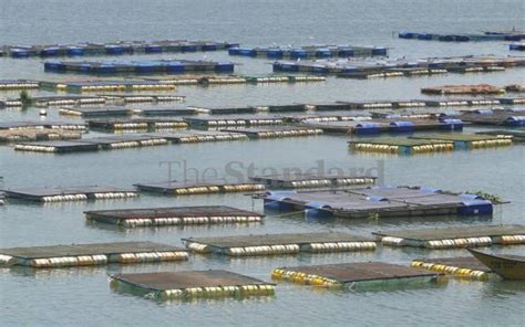 Cage Fish Farming: Coming next to you in Lake Victoria – Home | HiviPunde