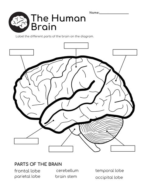 Human Brain Free Worksheet Downloads – Help My Kids Are Bored