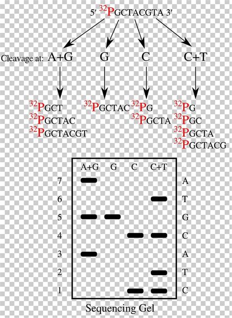 Maxam–Gilbert Sequencing DNA Sequencing Nucleic Acid Sequence Sanger ...