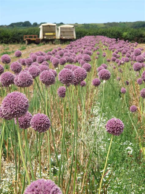 elephant_garlic_landscape copy.jpg :: Image :: The Garlic Farm - for ...