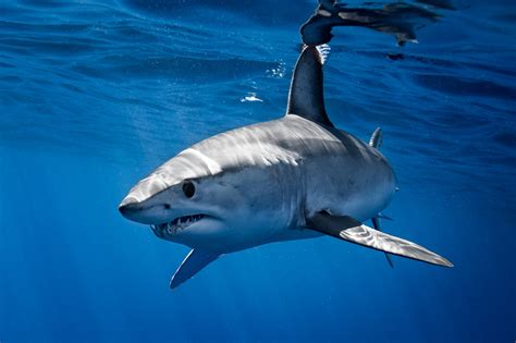 11 Breathtaking Facts About Mako Shark- The Fastest Shark in The World ...