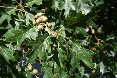 Oak, Northern Red | Nebraska Forest Service