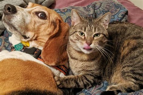 20 Funny Photos of Dogs and Cats Together | Reader’s Digest