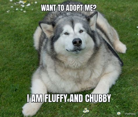 10+ Funny fat dog memes - PetPress