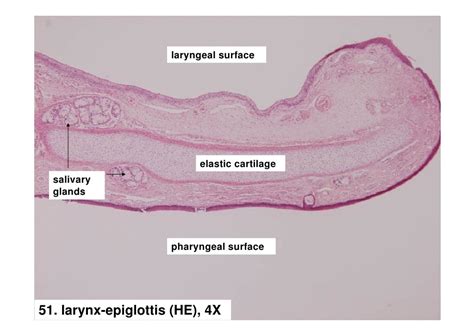 Histology of respiratory system larynx trache and lung