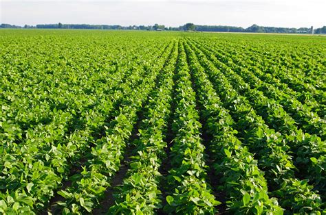 Demand Prospects for Old- and New-Crop Soybeans | BigYield