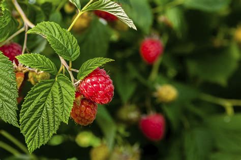 Raspberry Plants for Zone 9 | eHow