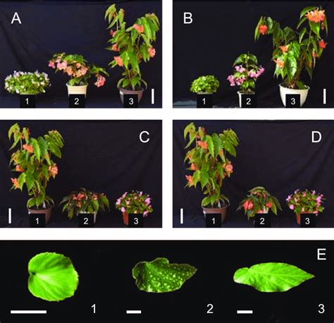 Characteristics of hybrid plants obtained from reciprocal crosses ...