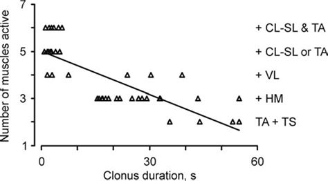 Active muscles and clonus duration. The number of muscles active during ...