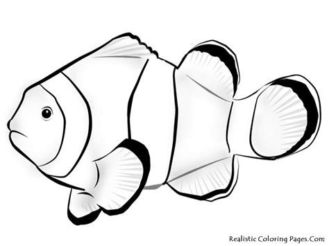 Scary Fish Drawing at GetDrawings | Free download