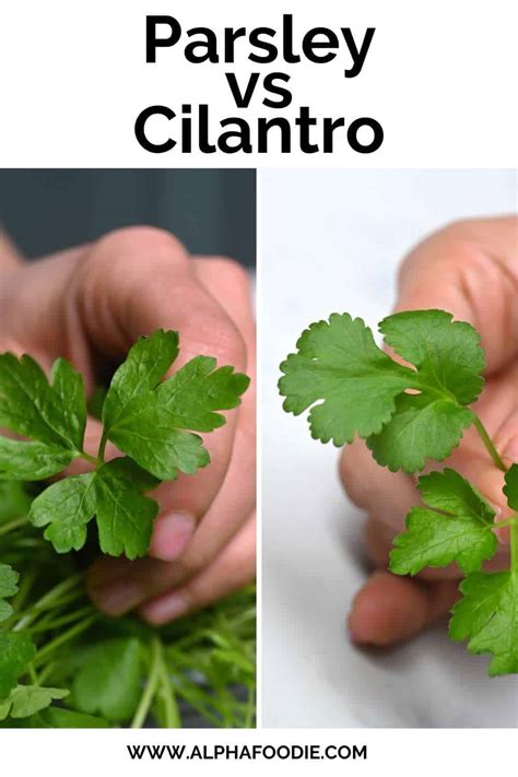 Parsley vs Cilantro: What's the Difference? - Alphafoodie