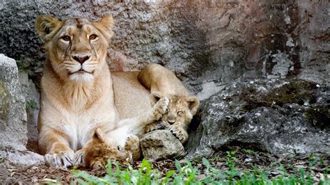 Rare Asiatic lions born in Rome during lockdown - CGTN