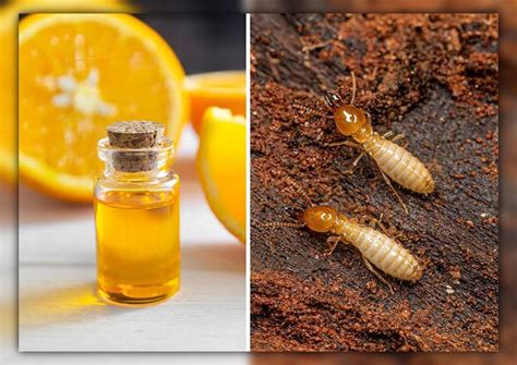 Pros and Cons of Orange Oil Termite Treatment