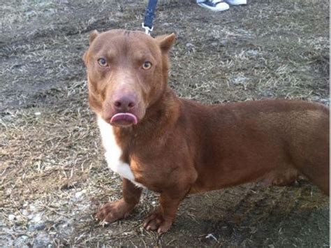 Rami, a Pitbull-Dachshund mix 4 - TheCount.com