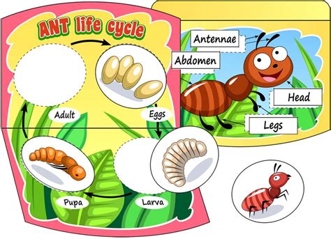 ant life cycle for kids - Caren Mcdonough