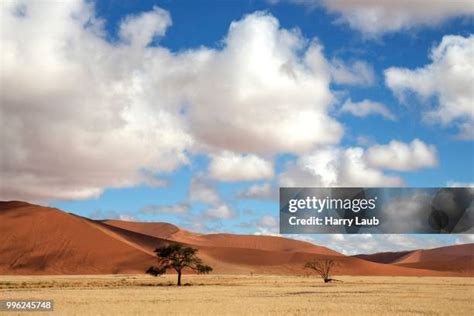 1,236 Camel Thorn Tree Stock Photos, High-Res Pictures, and Images ...