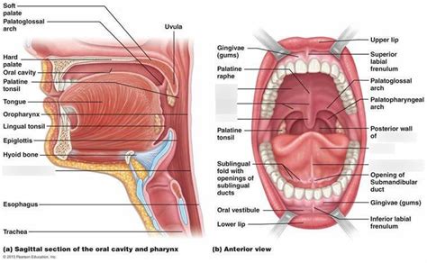 Digestive System: Mouth/Oral Cavity Diagram | Quizlet