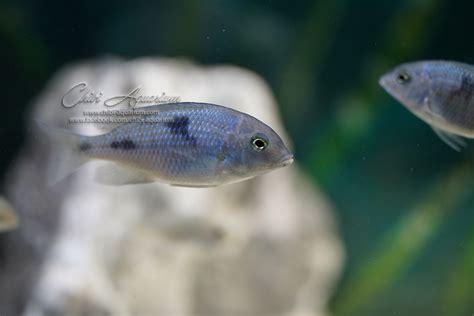 3" Blue Dolphins! Great size and very healthy. - Chibi-Aquarium