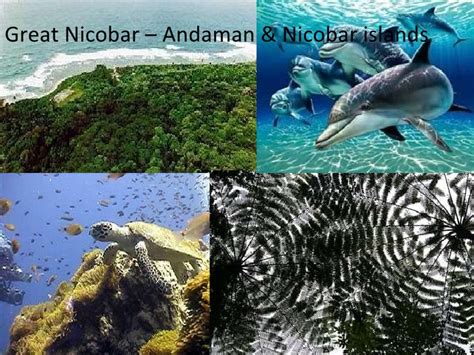 Andaman Tourism: Amazing Flora and Fauna in Andaman