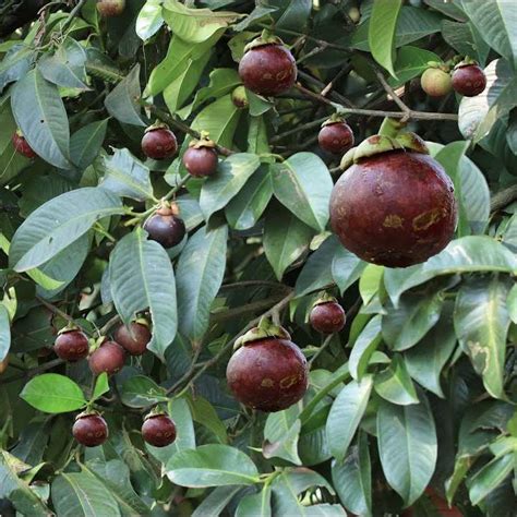 Mangosteen (Garcinia Mangostana) Exotic tropical fruit tree seedlings ...