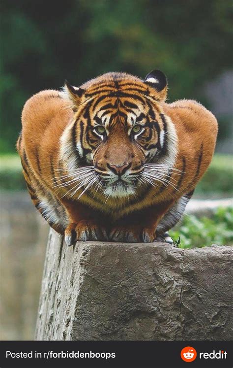 The muscles on this tiger : r/natureismetal