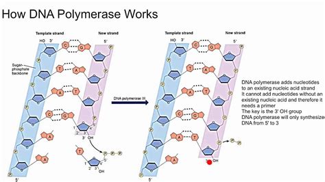 Rna Polymerase Reaction