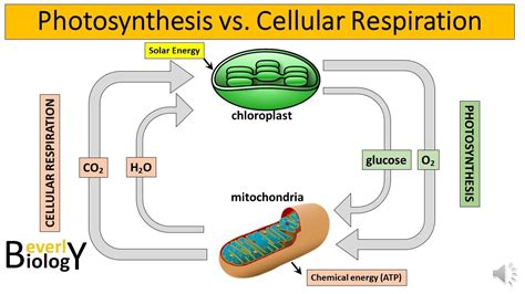 40 cellular respiration and photosynthesis diagram - Diagram Online Source