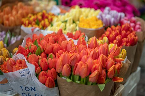 Orange Color Flowers Meaning | Best Flower Site