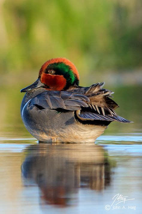 38 Greenwing Teal ideas | teal, green wing, waterfowl