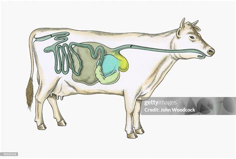 Cross Section Illustration Of Digestive System Of Cow High-Res Vector ...