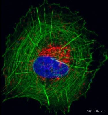 Anti-Mitochondria antibody [113-1] (ab92824) | Abcam