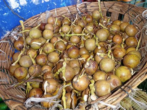 COCOYULES O COYULES. | Mexican food recipes, Food, Yummy food