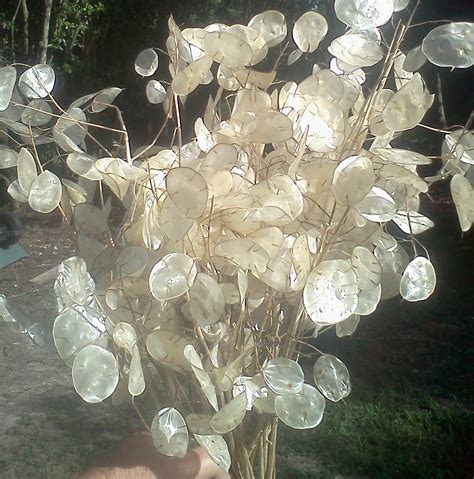 Dried Floral Stems Money Plant Lunaria Box lot